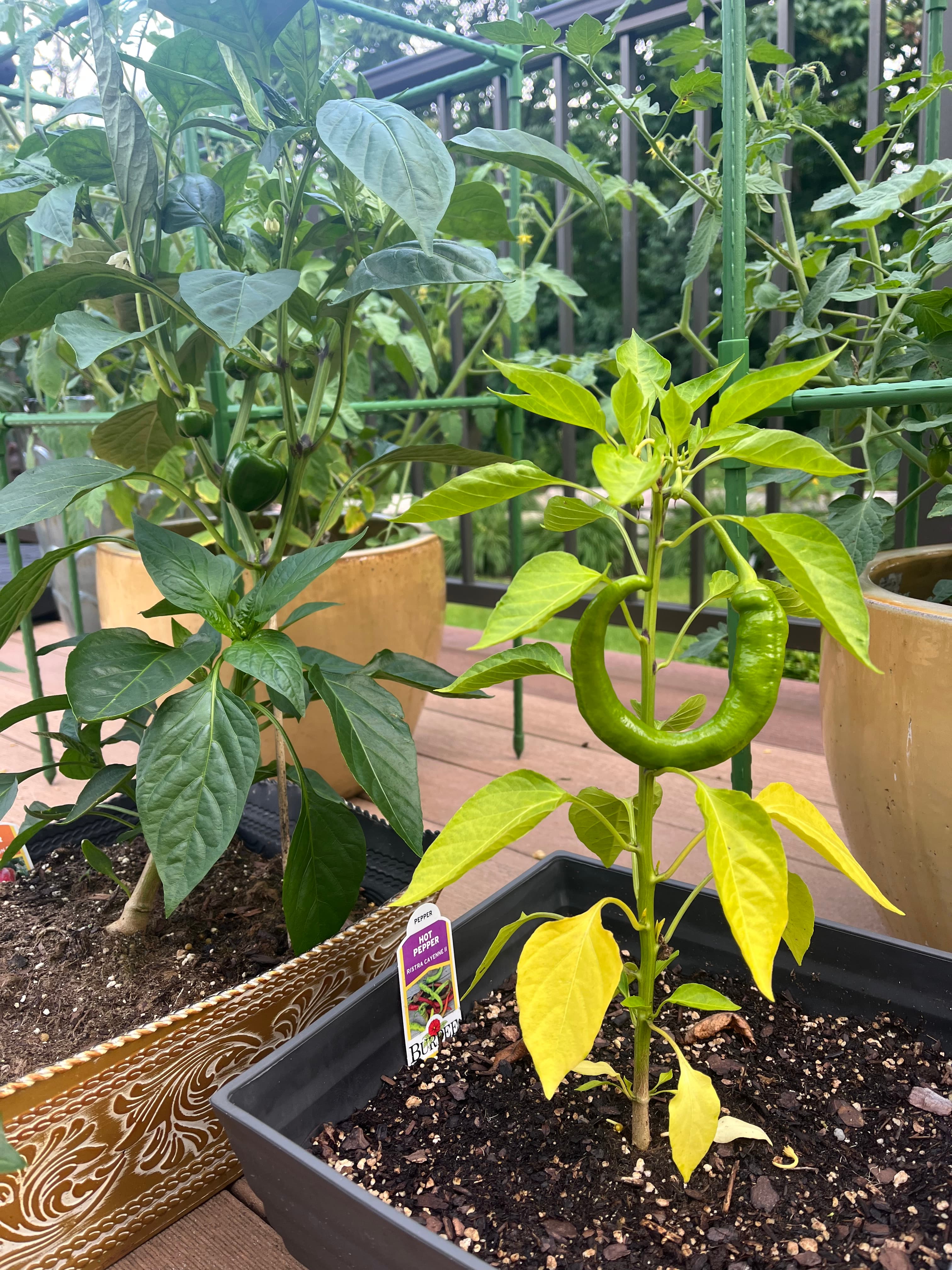 A new gardening hobby this summer