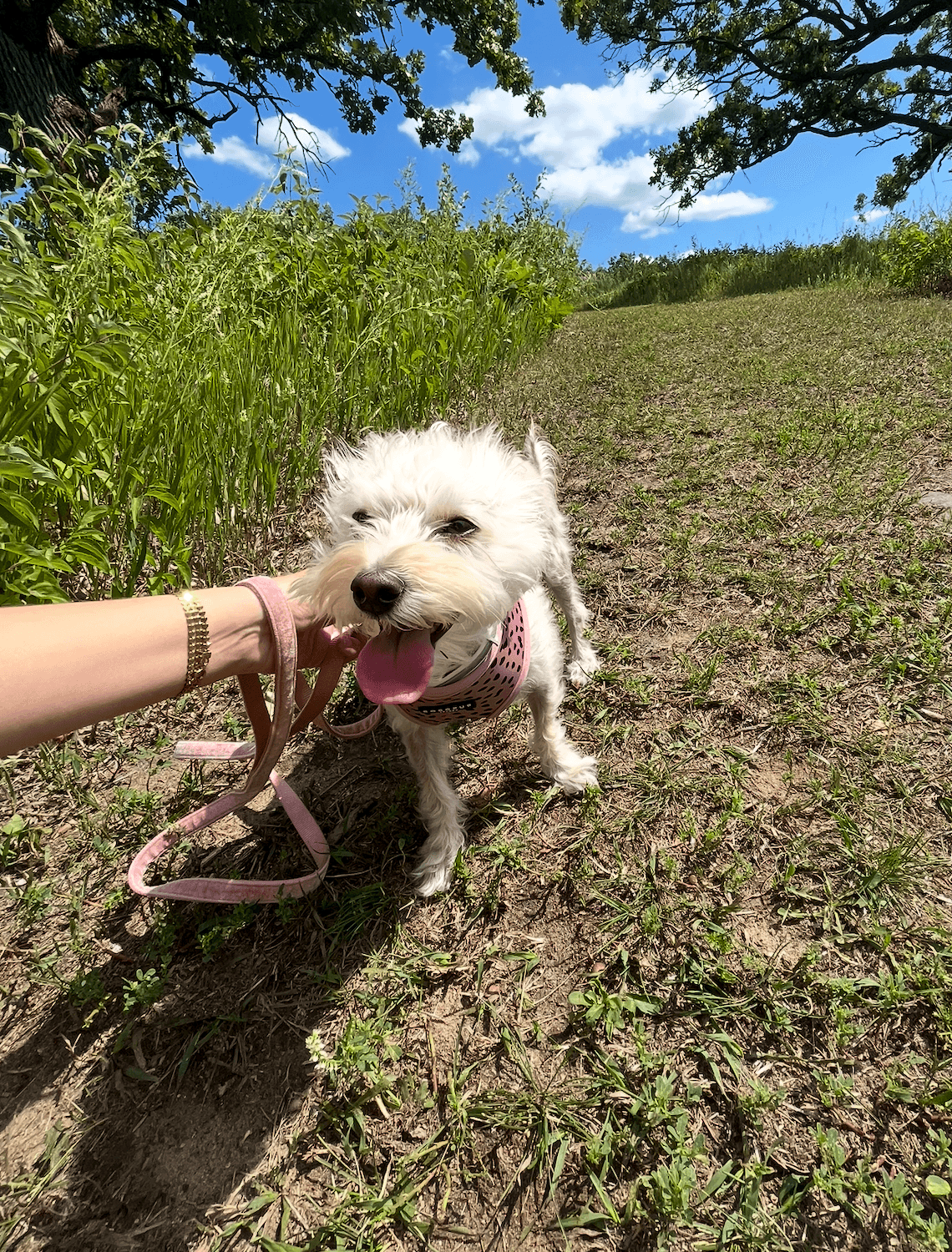 Going on adventures with my dog, Sadie